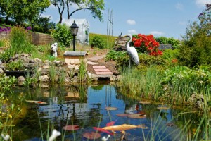 Koi Teich im Garten