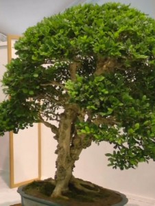 zimmerbonsai